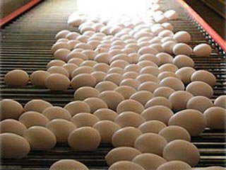 قیمت تخم‌مرغ کاهش یافت؛ مغازه‌ها نرخ مصوب را اجرایی می‌کنند