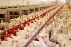 پرداخت ۸ هزار میلیارد تومان تسهیلات به دامداران و مرغداران/ پیش‌بینی افزایش ۲۰ درصدی تولید گوشت مرغ