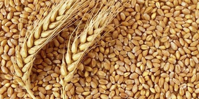 جزئیات صادرات ۴۷۰ میلیون دلاری ایران با آرد گندم