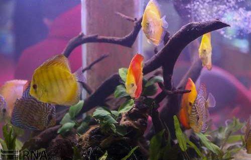 هشتمین نمایشگاه بین‌المللی شیلات و آبزیان (IFEX ۲۰۲۴) آغاز به کار کرد