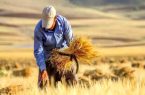 بلاتکلیفی حق بیمه گندمکاران و ۵ درصد مطالباتی که تسویه نمیشود بلاتکلیفی حق بیمه گندمکاران و ۵ درصد مطالباتی که تسویه نمیشود