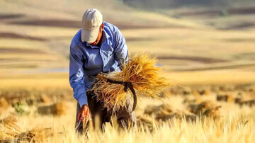 بلاتکلیفی حق بیمه گندم‌کاران و ۵ درصد مطالباتی که تسویه نمی‌شود